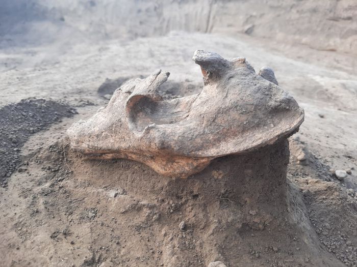 Wolf skull atop 1,800-year-old grave was left by a robber who feared revenge, experts say