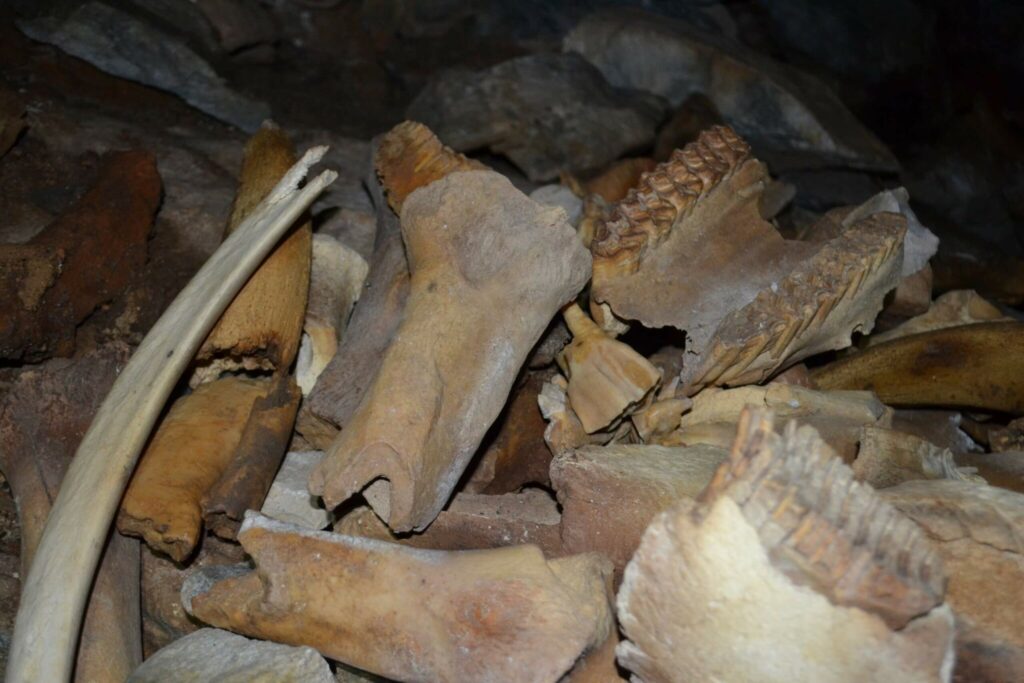 A Siberian cave filled with mammoth, rhino, and bear bones is an ancient hyena lair