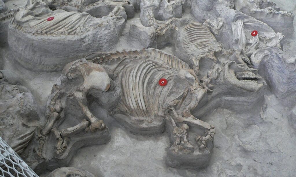 Hundreds of well-preserved prehistoric animals were found in an ancient ash bed in Nebraska