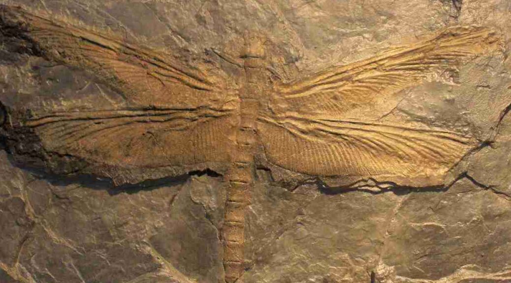 Meganeura: The largest insect ever to exist was a giant dragonfly