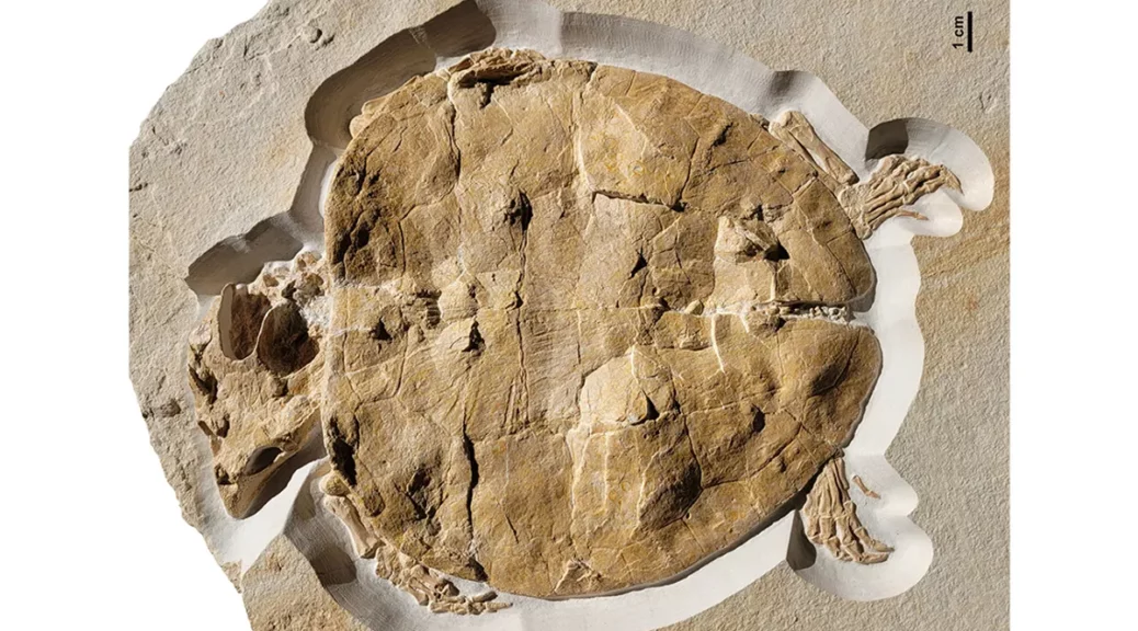 Beautifully Complete 150-Million-Year-Old Turtle Fossil Discovered In Germany