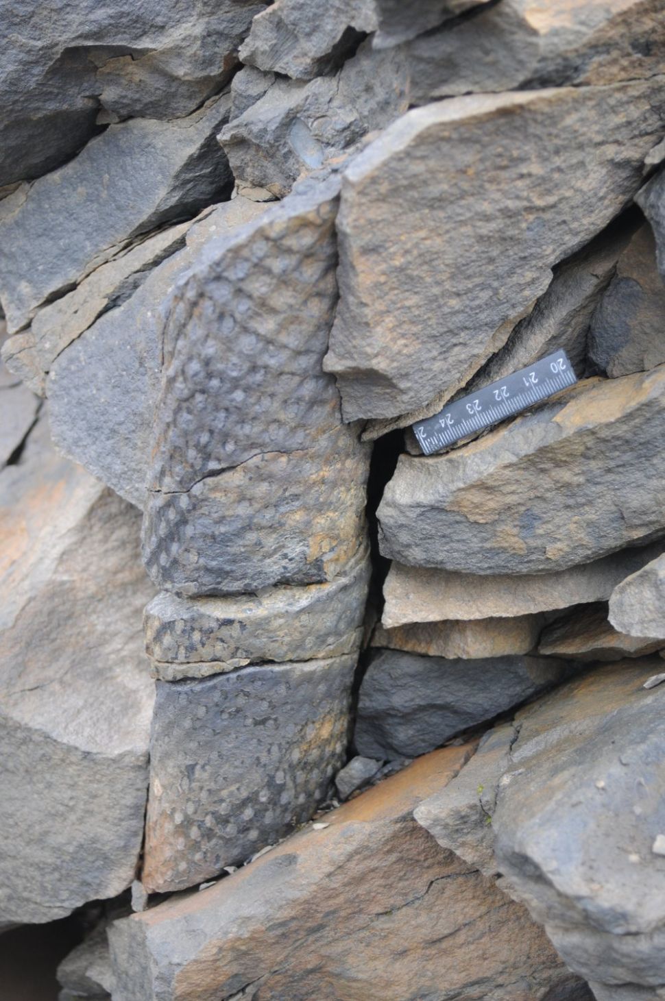 280-Million-Year-Old Fossil Forest Discovered in Antarctica | Beauty of ...