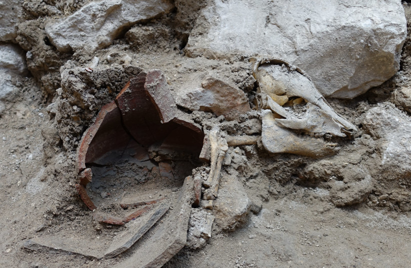 A cryptic 2,700-year-old pig skeleton found in Jerusalem’s City of David