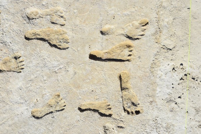 Oldest Fossil Human Footprints In North America Confirmed