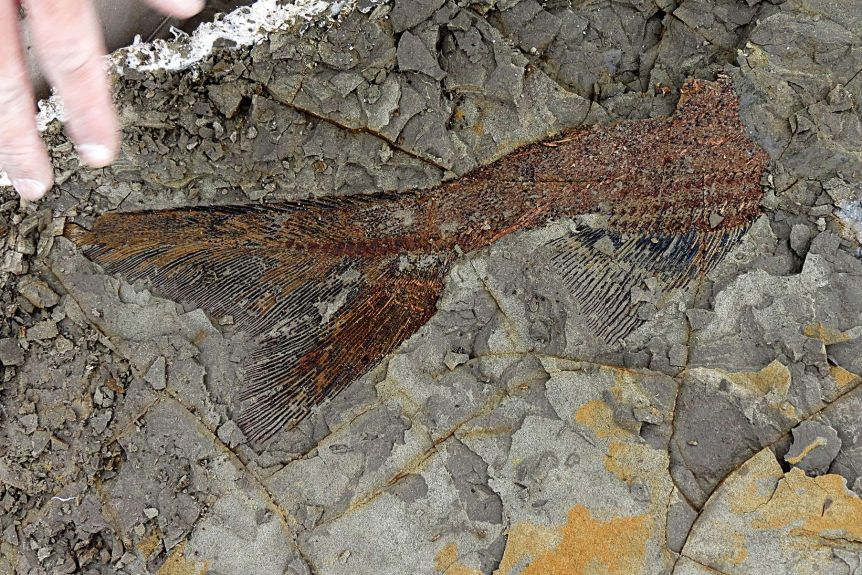 ‘The day the dinosaurs died’: Fossilized snapshot of mass death found on North Dakota ranch