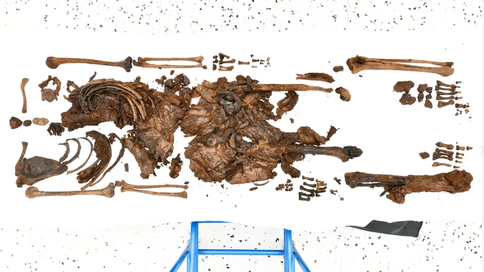 Iron Age Bog Body Found in Northern Ireland