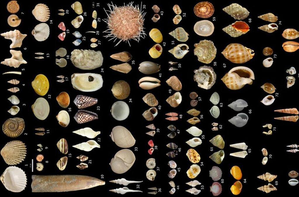 Different ice age peoples formed personal ornaments from a variety of shell species.JACK BAKER ET AL.
