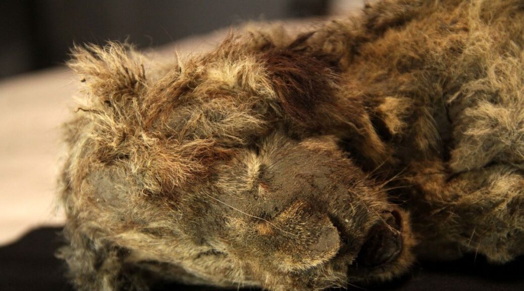 Well-Preserved Cave Lion Cub Found to be a 28,000-Year-Old Female