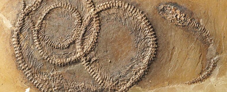 This 48-Million-Year-Old Fossil Has an Insect Inside a Lizard Inside a ...