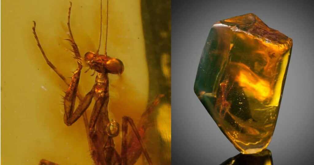 Between 23 and 34 million years old, the well preserved praying mantis was found in amber