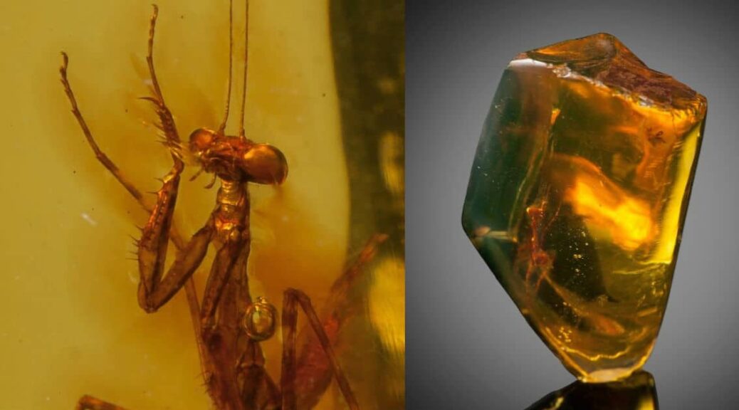 Between 23 and 34 million years old, the well preserved praying mantis was found in amber