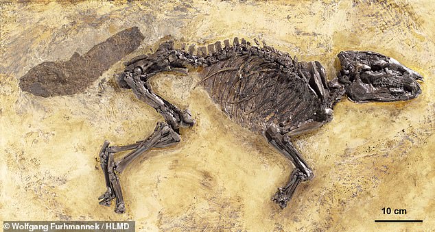 A tiny, 48-million-year-old primate Horse Looked Like a Badger