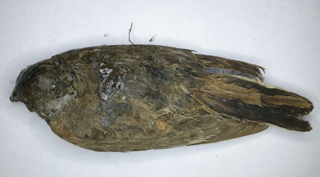 Frozen Bird Found in Siberia is 46,000 years old