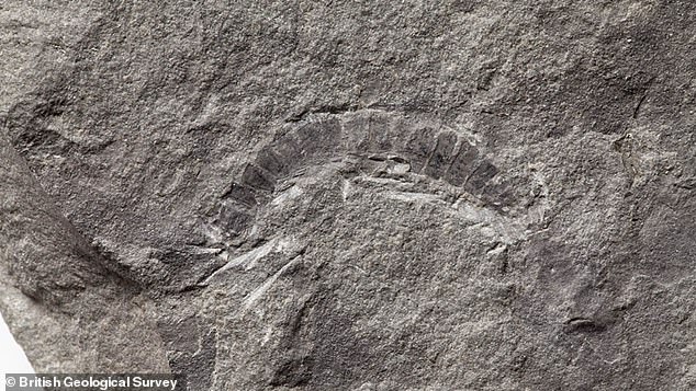425 Million-years-old Millipede Fossil Discovered In Scotland