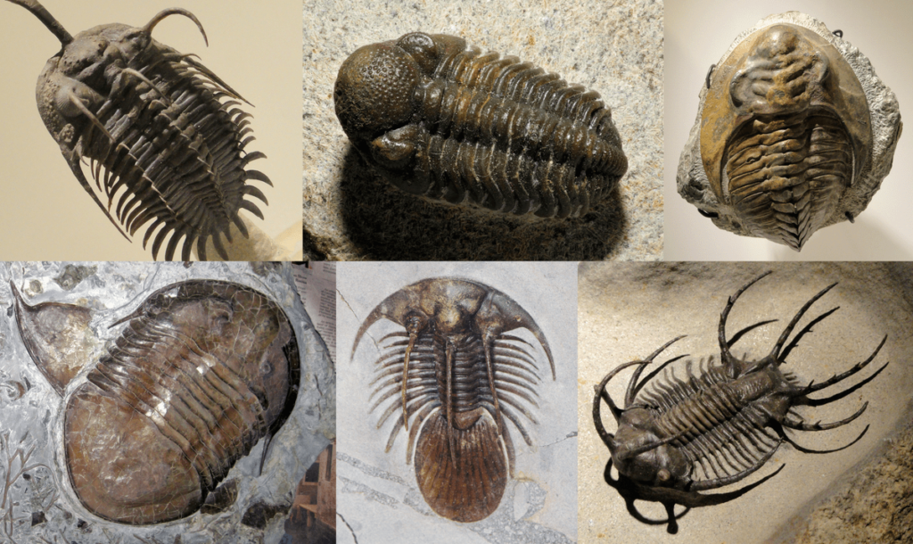 490-Million-Year-Old Trilobites Could Solve Ancient Geography Puzzle