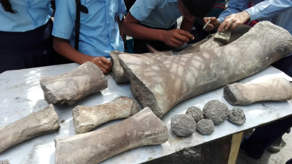 Fossil Hunters Found Bones From An Ancient Whale… And Then They Saw The Bite Marks