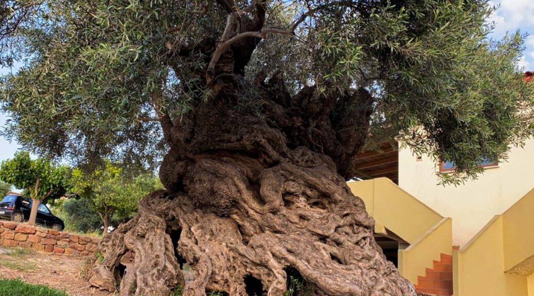 Historic 3,000-year-old olive tree still producing olives to this day