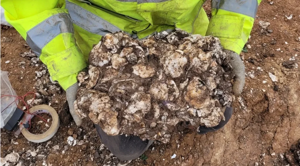 Possible Roman Oyster Processing Site Found in England