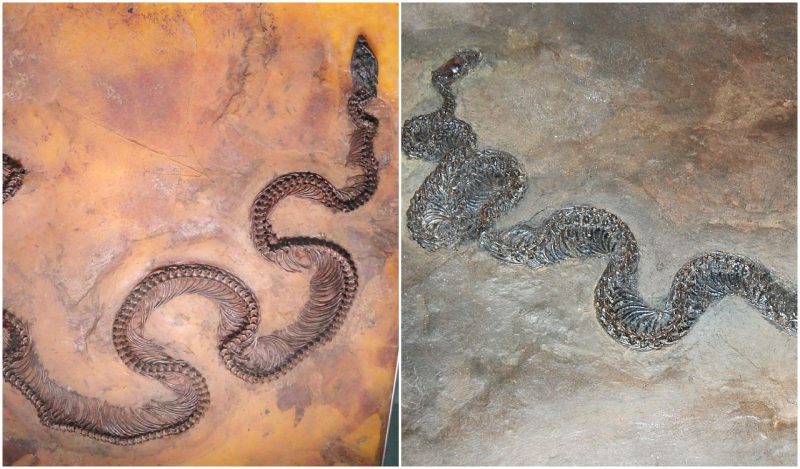 Fossil of a beetle inside a lizard inside a snake – an ancient food chain