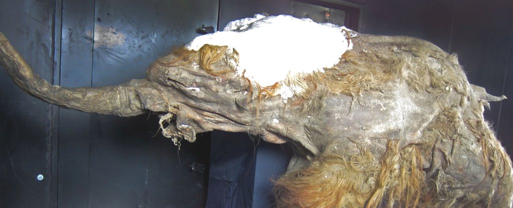 Japanese scientists 'reawaken' cells of a 28,000-Year-Old woolly mammoth