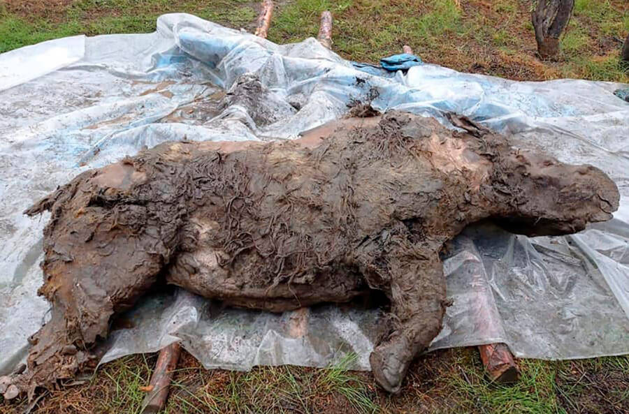 Scientists discover intact Ice Age woolly rhino in Siberia