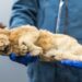 Perfectly preserved lion cubs that died 44,000 years ago ‘after being abandoned by mum’ found in Siberia
