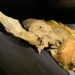 24,000-Year-Old Animal Found Alive After Being Preserved in Siberian Permafrost